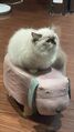 於 2026年9月14日 (一) 23:20 版本的縮圖